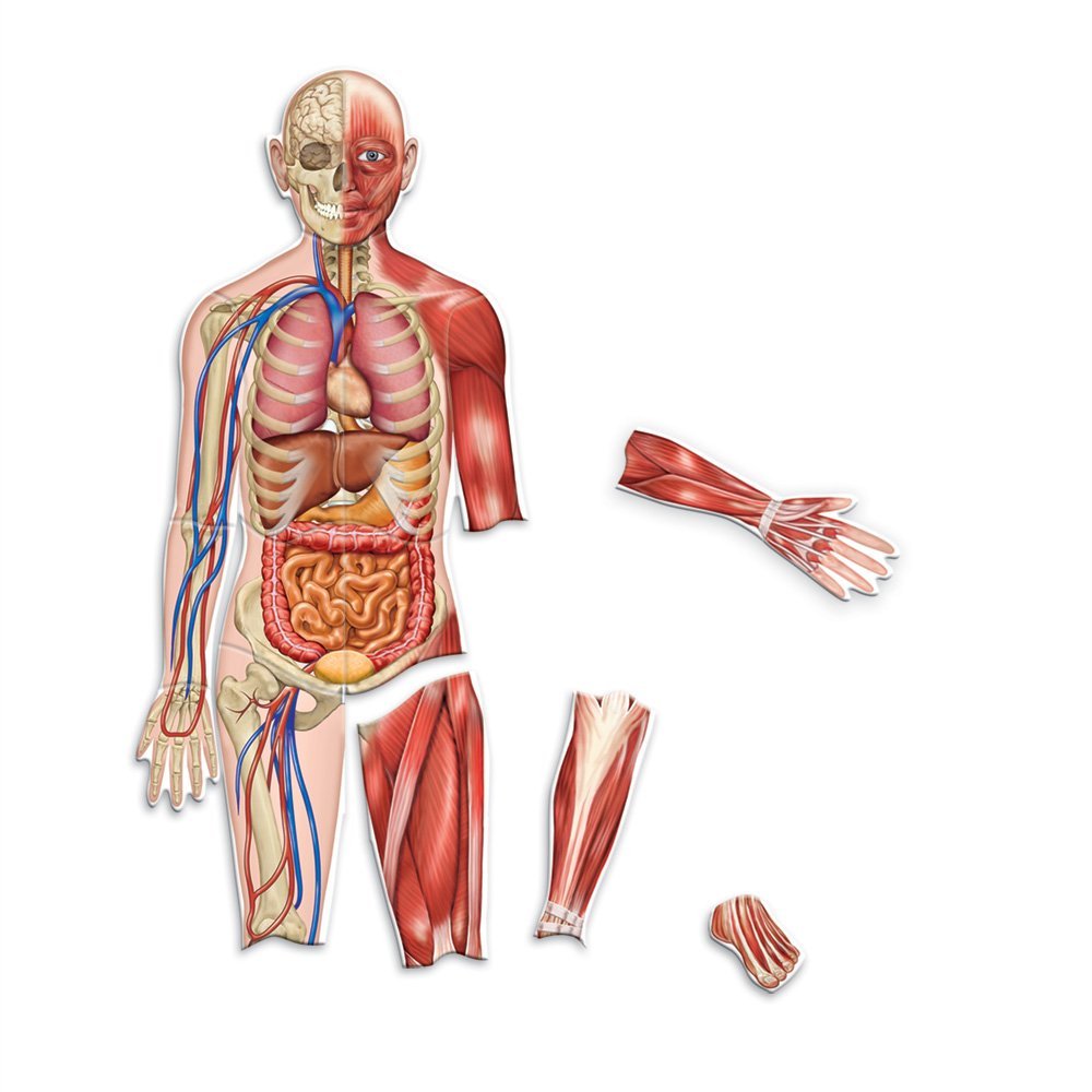 Learning Resources Double-Sided Magnetic Human Body Model, 90cm Anatomy Learning Set for Kids, Includes 17 Magnetic Pieces, Skeletal & Organ Systems, Write-On Wipe-Off Feature, Educational Toy for Classrooms & Home