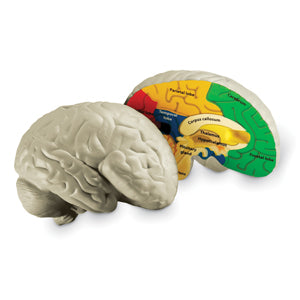 Learning Resources Cross-Section Human Brain Model, 13cm Soft Foam Anatomy Learning Toy, Realistically Detailed with Labeled & Self-Assessment Sides, Includes Activity Guide, Educational Science Toy for Ages 7+